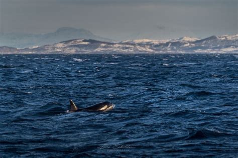 Willy By Lars Eskildsen On Youpic