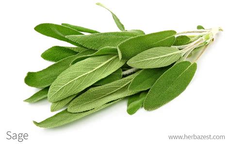 Sage | HerbaZest