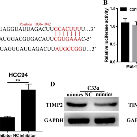 MiR 17 5p Directly Targeted TIMP2 A Complementary Pairing Site In The