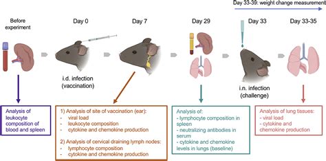 Frontiers Enhanced Efficacy Of Vaccination With Vaccinia Virus In Old