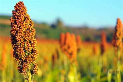 how long does wheat take to grow
