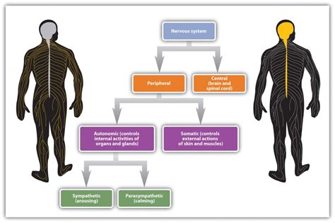 Putting It All Together The Nervous System And The Endocrine