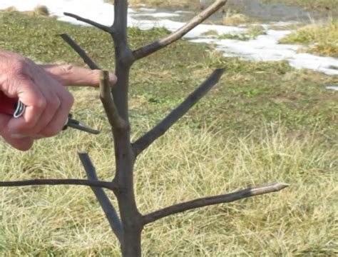 Pruning Fruit Trees Central Leader Stark Bro S