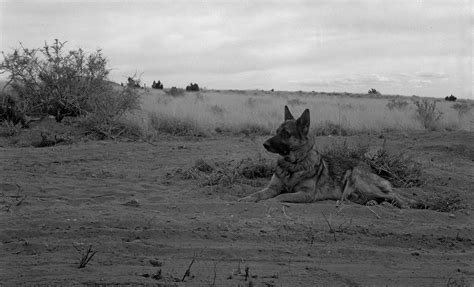 Heath Dog - Eric Hanson