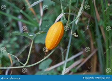 Yellow Color Fruit In Forest Isolated On Nature Background Stock Image