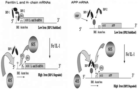 Translational control of ferritin mRNA: model for APP mRNA translation ... 