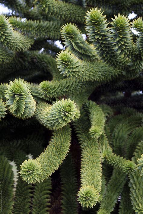 Chile National Tree