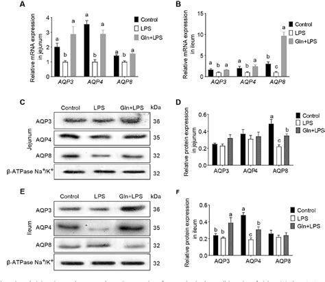 PDF Glutamine In Suppression Of Lipopolysaccharide Induced Piglet