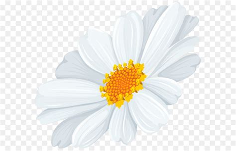 Common Daisy Oxeye Daisy Clip Art White Daisy Transparent Clip Art