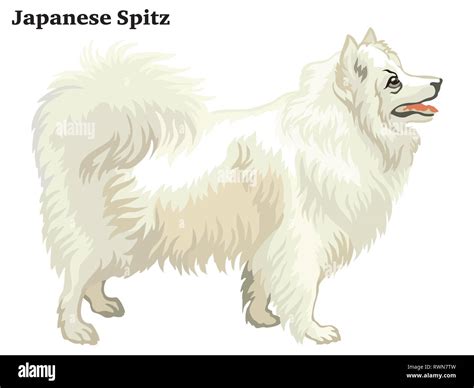 Japanese Spitz Dog Stock Vector Images Alamy