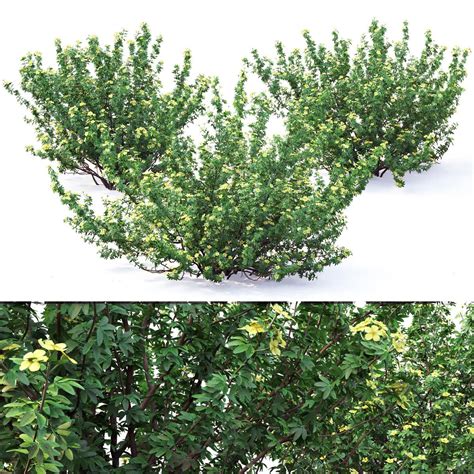 Куст лапчатки 3D Модель $29 - .max .fbx .mat .unknown - Free3D