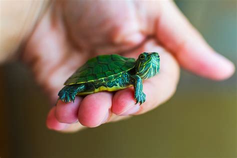 Is Turtle A Good Pet