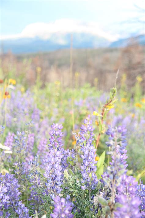 Wild Flowers Meadow Free Stock Photo - Public Domain Pictures