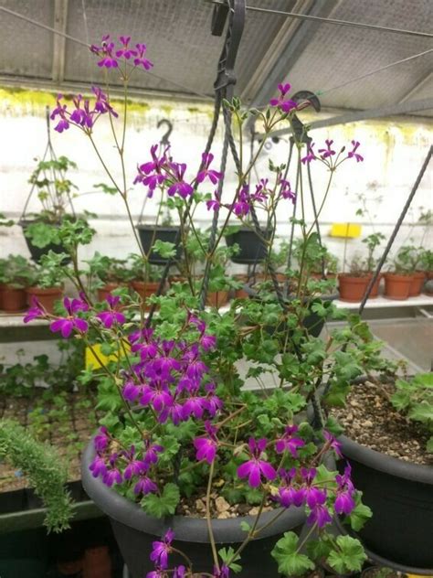 Pelargonium Deerwood Lavender Lady A - Z Pelargonien Gaertnerei Ralf Paul