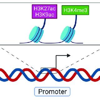 Major histone marks found at active enhancers, promoters and gene ... 
