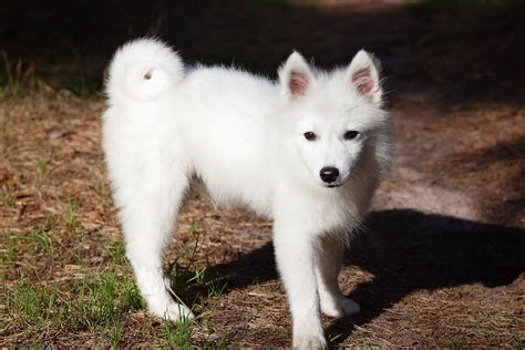Japanese Spitz: Dog Breed Characteristics & Care