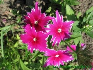 Флоксы: экспериментируем! | Азбука садовода