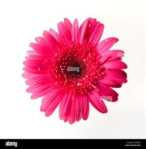 Hot Pink Gerber Daisy Shot On White Background Stock Photo Alamy