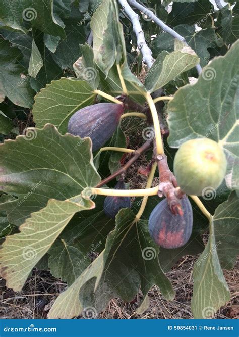Figs stock image. Image of growing, figgs, plant, fruit - 50854031