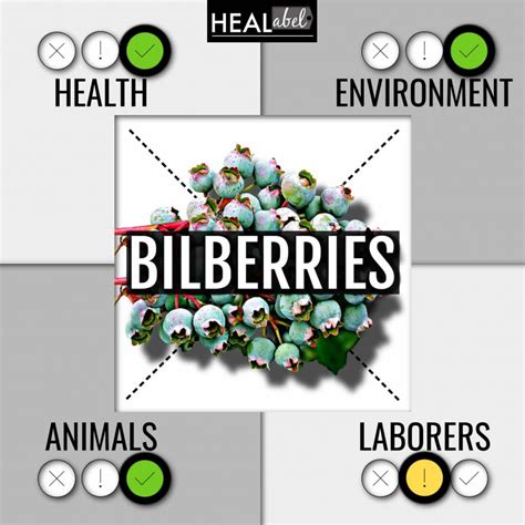 Top Bilberry Benefits + Side Effects