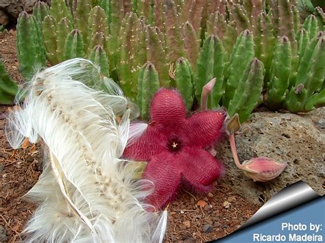 Stapelia grandiflora - Alchetron, The Free Social Encyclopedia
