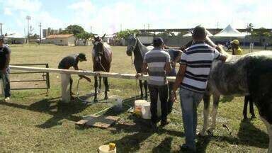 Al Tv Edi O Cavalos Da Ra A Mangalarga Marchador S O Julgados Na