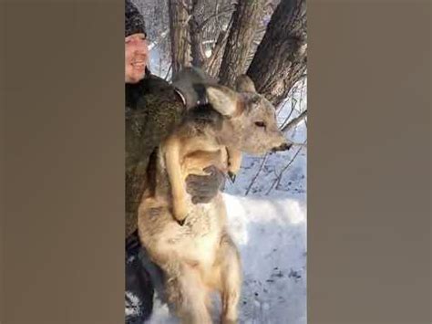 косуля домашняя )) - YouTube