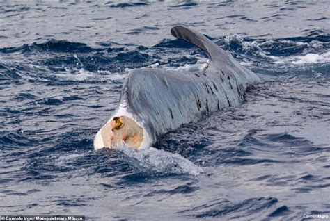 Whale Who Lost Tail Fins To Propeller Spotted Off Coast Of Italy