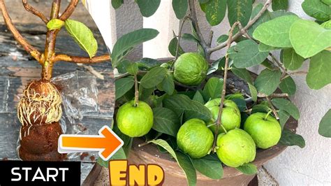 Growing Guava Tree In Pot On Balcony Have Many Fruits How To Grow Guava Tree At Home Easy Youtube