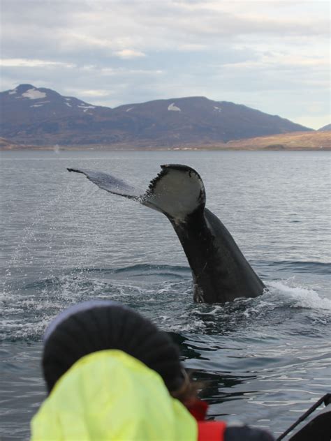 The Ultimate Guide To Whale Watching In Akureyri Iceland Artofit