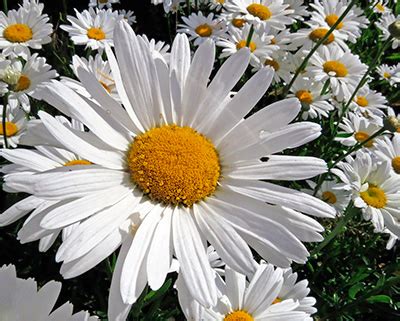 Цветок Нивяник крупный Аляска l Русские Семена - интернет-магазин.