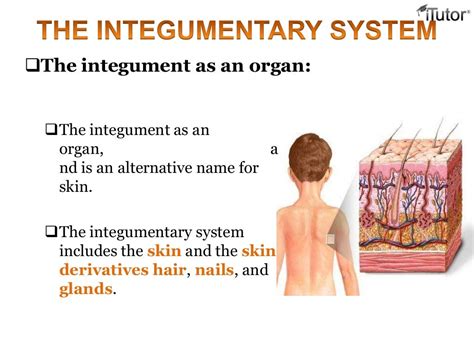 The Integumentary System