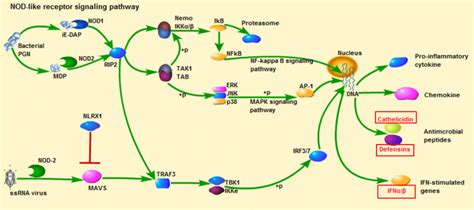 The NOD-like receptor signaling pathway and DEGs in NOD-like receptor ...