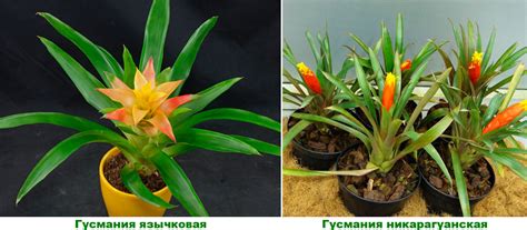 Бромелия: уход в домашних условиях, пересадка