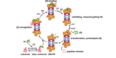 A V Sorokin Et Al Simplified Model Of Ubiquitin Dependent