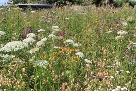 Wilde Bienen fliegen auf Blühende Landschaft Netzwerk Blühende