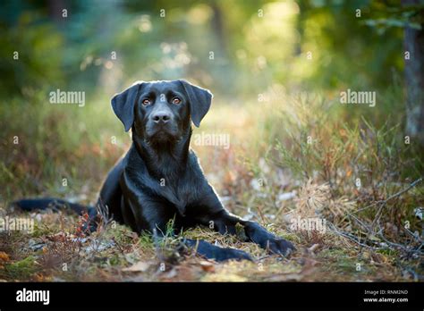 Black Labrador Mixed Breeds
