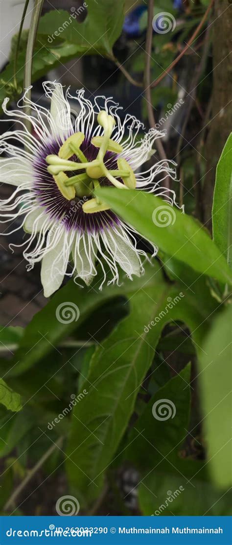 Markisa Flower of Beauty in Indonesia Stock Photo - Image of south ...