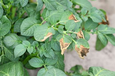 Late Blight: Identify, Prevent and Treat it