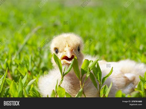 Naked Neck Chicken On Image Photo Free Trial Bigstock