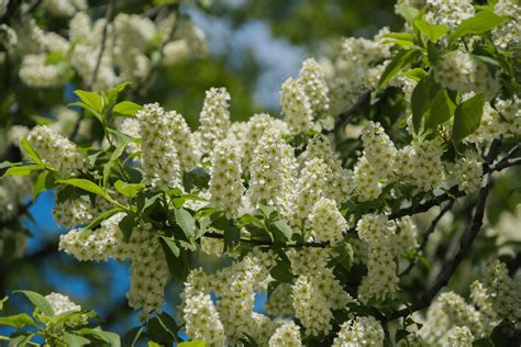 Цветущая черемуха (Много фото!) - treepics.ru
