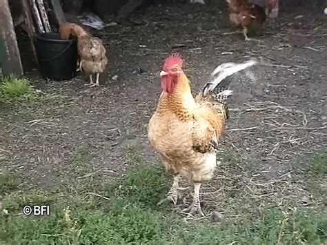 Dvd Horny Sluts From Holland And Flanders Babe Porn By FapHouse XHamster