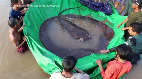 Worlds Largest Recorded Freshwater Fish Caught In Cambodia Good