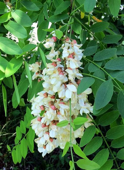 Black Locust Tree Identification