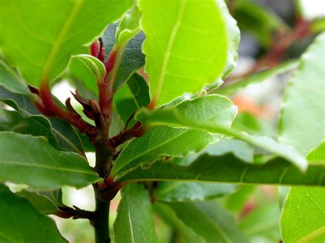 Laurier 01 Free Photo Download | FreeImages