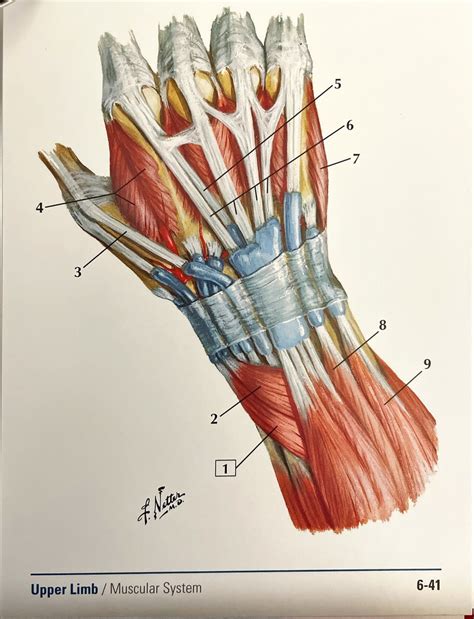 Posterior Hand Diagram Quizlet