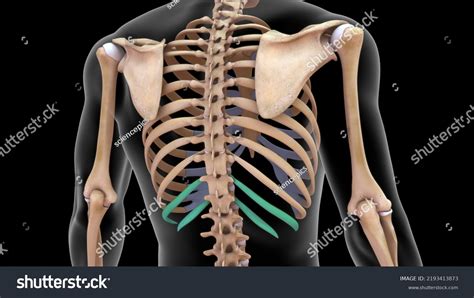 Human Skeleton Scapula Ribs Bone Anatomy Stock Illustration