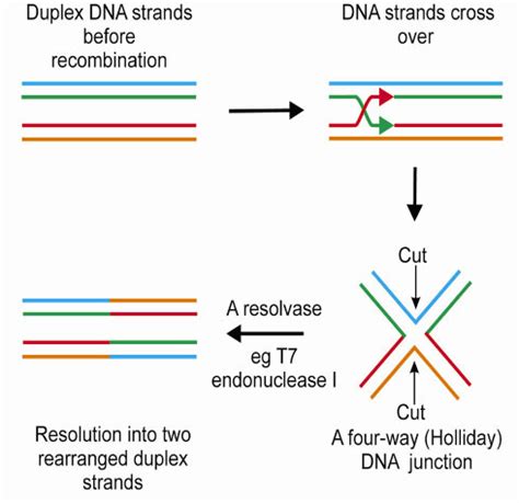 Review Of Dna Replication Recombination And Repair Flashcards Quizlet