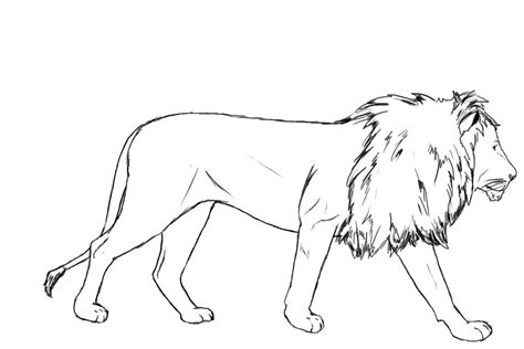 How To Draw A Lion Draw Central Löwe Tier Zeichnung Tiere