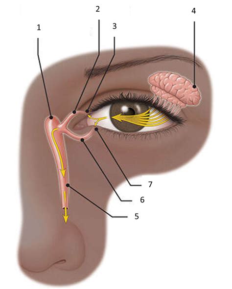 Anatomy Of The Lacrimal Apparatus Diagram Quizlet